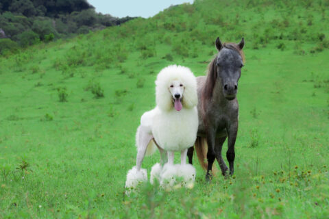 Brenda e Tampinha